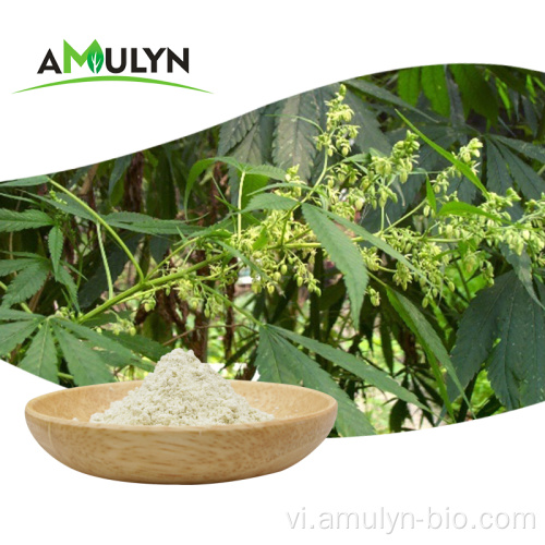 Bột protein từ hạt cây gai dầu có nguồn gốc từ thực vật Bột protein hạt cây gai dầu
